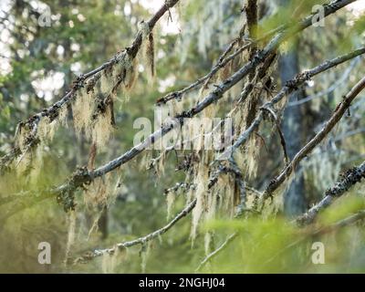 Beard lichen hanging on old spruce branches Stock Photo