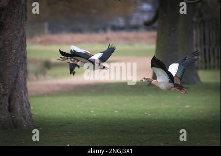 Flock of geese flying through the park Stock Photo