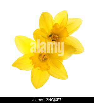 Beautiful blooming yellow daffodils on white background Stock Photo - Alamy