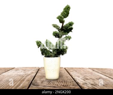 Beautiful bonsai tree in pot on wooden table against white background Stock Photo