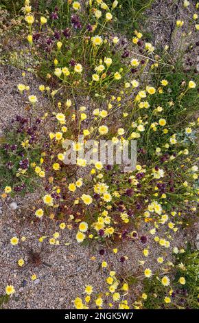 Desert dandelion (Malacothrix glabrata), superbloom 2019 in Cottonwood Canyon, Colorado Desert, Joshua Tree National Park, California, USA Stock Photo