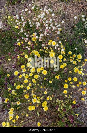 Desert dandelion (Malacothrix glabrata), desert pincushion (Fremont pincushion, Chaenactis fremontii), superbloom 2019 in Cottonwood Canyon, Colorado Stock Photo