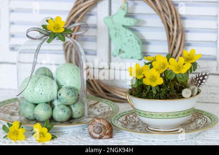 easter arrangement with winter aconite in vintage cup and easter eggs Stock Photo