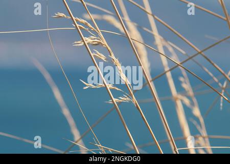 Dried grass blowing in the wind. Close-up. Copy space. Stock Photo