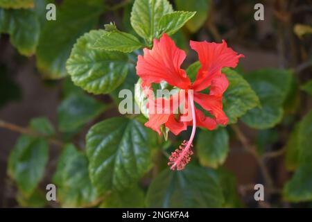 A single red Hibiscus rosa-sinensis flower on a hibiscus bush Stock Photo
