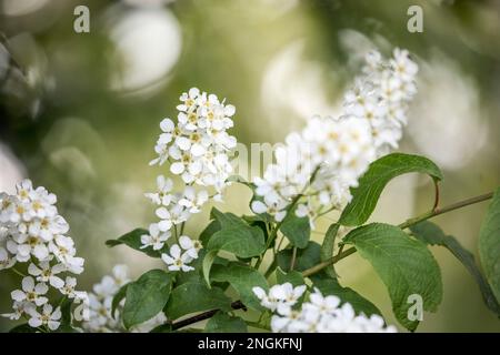 Bird Cherry; Prunus padus; Blossom; UK Stock Photo