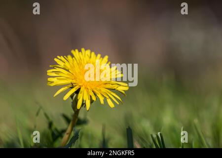 Dandelion; Taraxacum officinale; Flower; UK Stock Photo