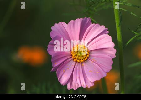 Pink cosmos flowers in the garden Stock Photo