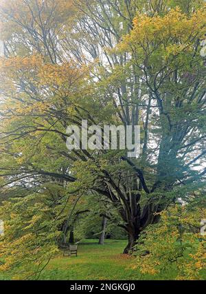 An ancient Hornbeam (Carpinus Betulus) towers above the bench below in its autumn foliage.  Woodland garden, South of England, October Stock Photo
