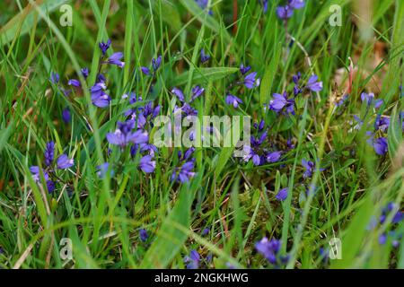 Natural closeup on the colorful blue Common Milkwort Polygala vulgaris wildflower Stock Photo