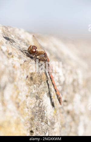 A red dragonfly on stone wall, Texture background Stock Photo - Alamy