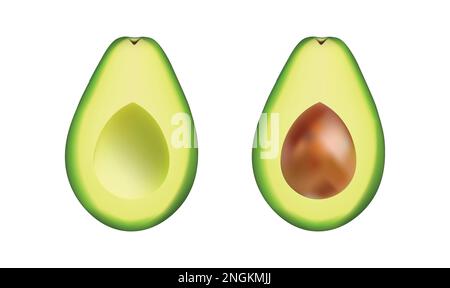 Avocado collection isolated on white. Vector illustration. Stock Vector