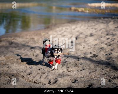 An energetic dog runs across a beach with a piece of wood tightly clenched in its mouth Stock Photo