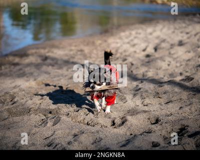 An energetic dog runs across a beach with a piece of wood tightly clenched in its mouth Stock Photo