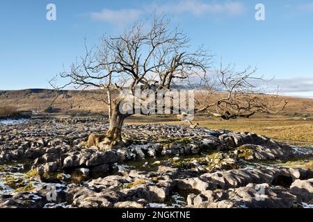 Twisted tree on limestone pavement, Summerscales, Ribblehead, with Whernside peak in background, Yorkshire Dales National Park