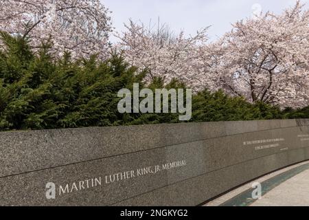 Inscription Wall in spring with cherry blossoms, Martin Luther King Jr Memorial, Washington, DC Stock Photo