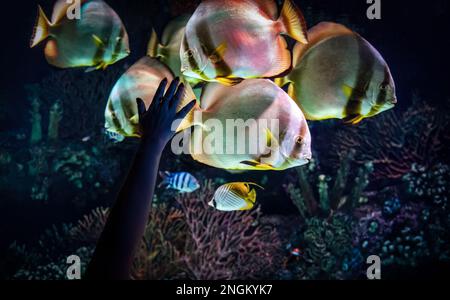 A human hand in front of a glass aquarium consists of many Obicular batfish aka circular batfish or orbit fish found in the sea water of indian and pa Stock Photo