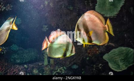 Obicular batfish aka circular batfish or orbit fish found in the sea water of indian and pacific oceans Stock Photo