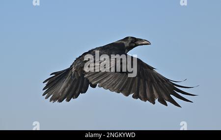 Raven - Corvus corax Stock Photo