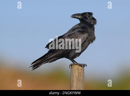 Raven - Corvus corax Stock Photo