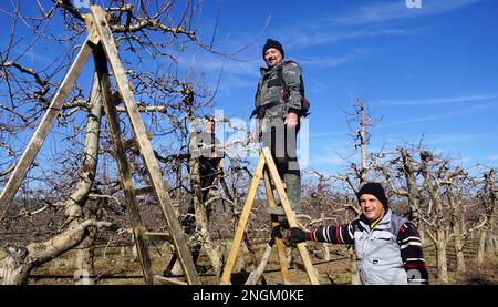 RESEN, MACEDONIA. FEBRUARY 18, 2023- Farmers pruning apple trees in orchard in Resen, Prespa, Macedonia. Posing on a ladders with electric secateurs. Stock Photo