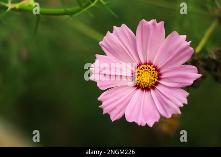 Pink cosmos flowers full blooming in the field. Stock Photo