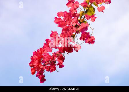 Abstract natural Pink flowers background, spring and summer tropical pink, purple flowers. Stock Photo