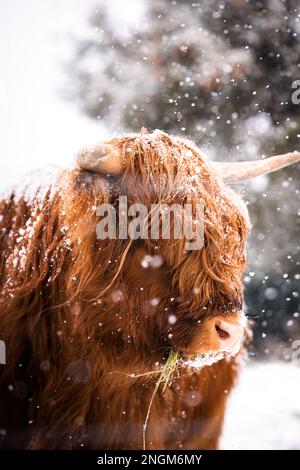 Brown majestic Highland Cattle with horns on a snowfield in Germany in a cold winter in a snow storm Stock Photo