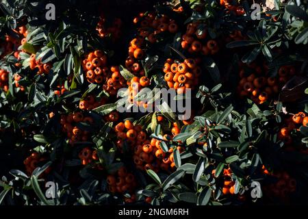 Pyracantha  berries in a bush seen up close Stock Photo