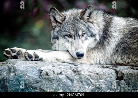 A Gray wolf of the Great Plains sub species at the International Wolf Center in Ely, Minnesota. Stock Photo