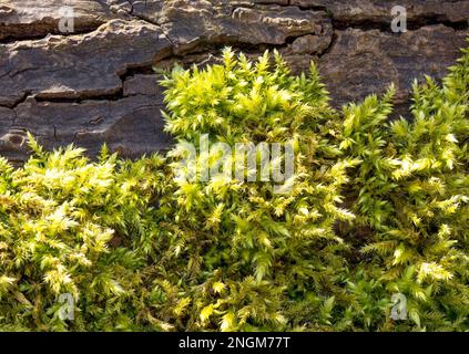 Silky forklet moss (Dicranella heteromalla), growing over a log Stock Photo