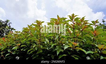 Beautiful natural background with clear sky with plant Hamelia patens also known as Fire bush, Redhead, Scarletbush, Scarlet, Texas Firecracker Bush Stock Photo
