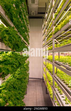 Adult and young microgreens on shelves in different racks on the light of ice lamps of a vertical farm in the city. Stock Photo