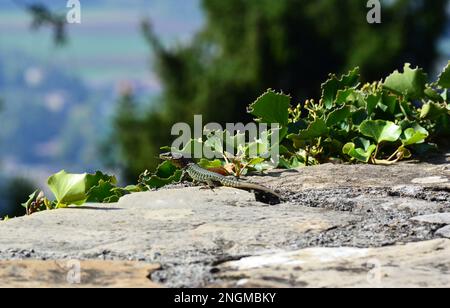 Small lizard on the top of a stone wall. Bergamo, Italy Stock Photo