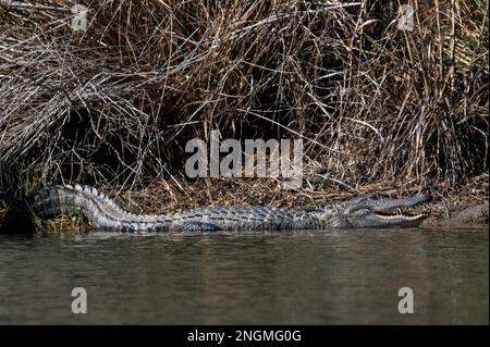 North American Alligator near a pond in North Carolina Stock Photo