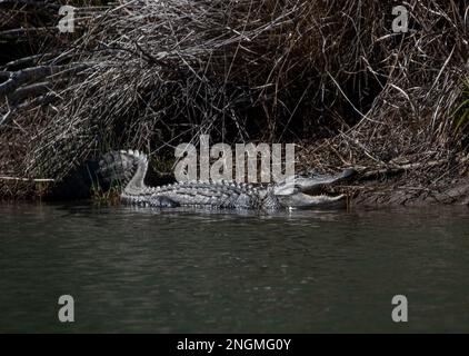 North American Alligator near a pond in North Carolina Stock Photo