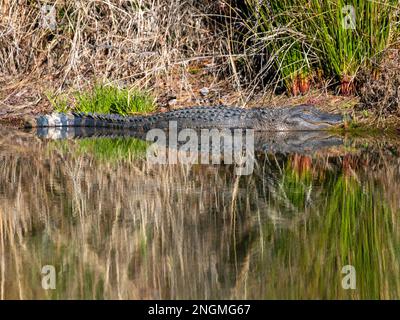 North American Alligator near a pond in North Carolina Stock Photo