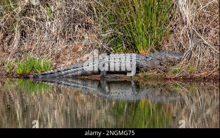 North American Alligator near a pond in North Carolina Stock Photo