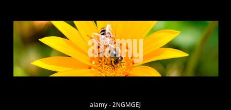 A bee on a gazania flower. Wide photo. Stock Photo