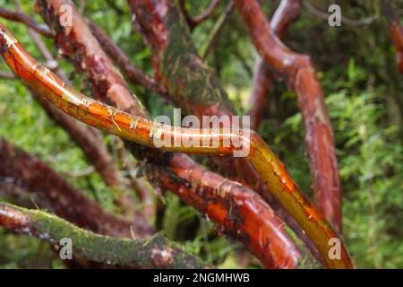Brilliantly coloured red winter stems of rhododendron barbatum in November Stock Photo