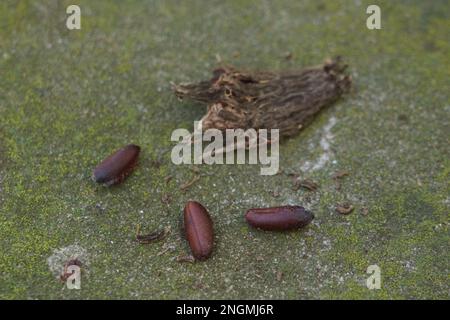 3 calycanthus seeds ready to be sown Stock Photo