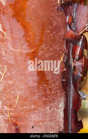 Close up of the brilliantly coloured red winter bark of rhododendron barbatum in November Stock Photo