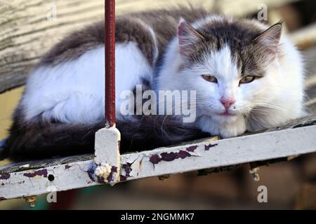 Cute cat lying peacefully on rustic bench in sunlight Stock Photo