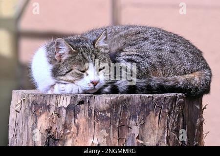Cute cat resting peacefully on a tree stump in sunlight Stock Photo
