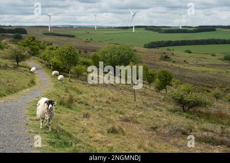 Landscape with heathland in foreground and grazing sheep with farmland and wind turbines in the near distance Stock Photo