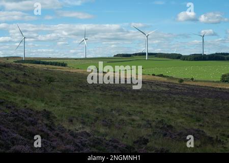 Summer landscape with foreground of heathland with farmland and wind turbines in near distance Stock Photo