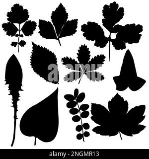 Ten silhouettes of leaves on white background; vector illustration eps 10 Stock Vector