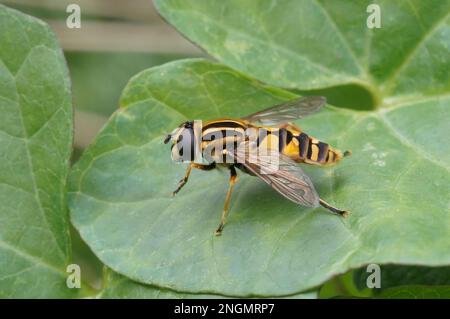 Natural closeup on a dangling marsh-lover hoverfly,Helophilus pendulus sitting on a green leaf in the garden Stock Photo