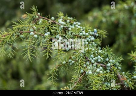 Common Juniper (Juniperus communis) Stock Photo