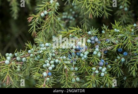 Common Juniper (Juniperus communis) Stock Photo